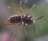 Dolichovespula saxonica